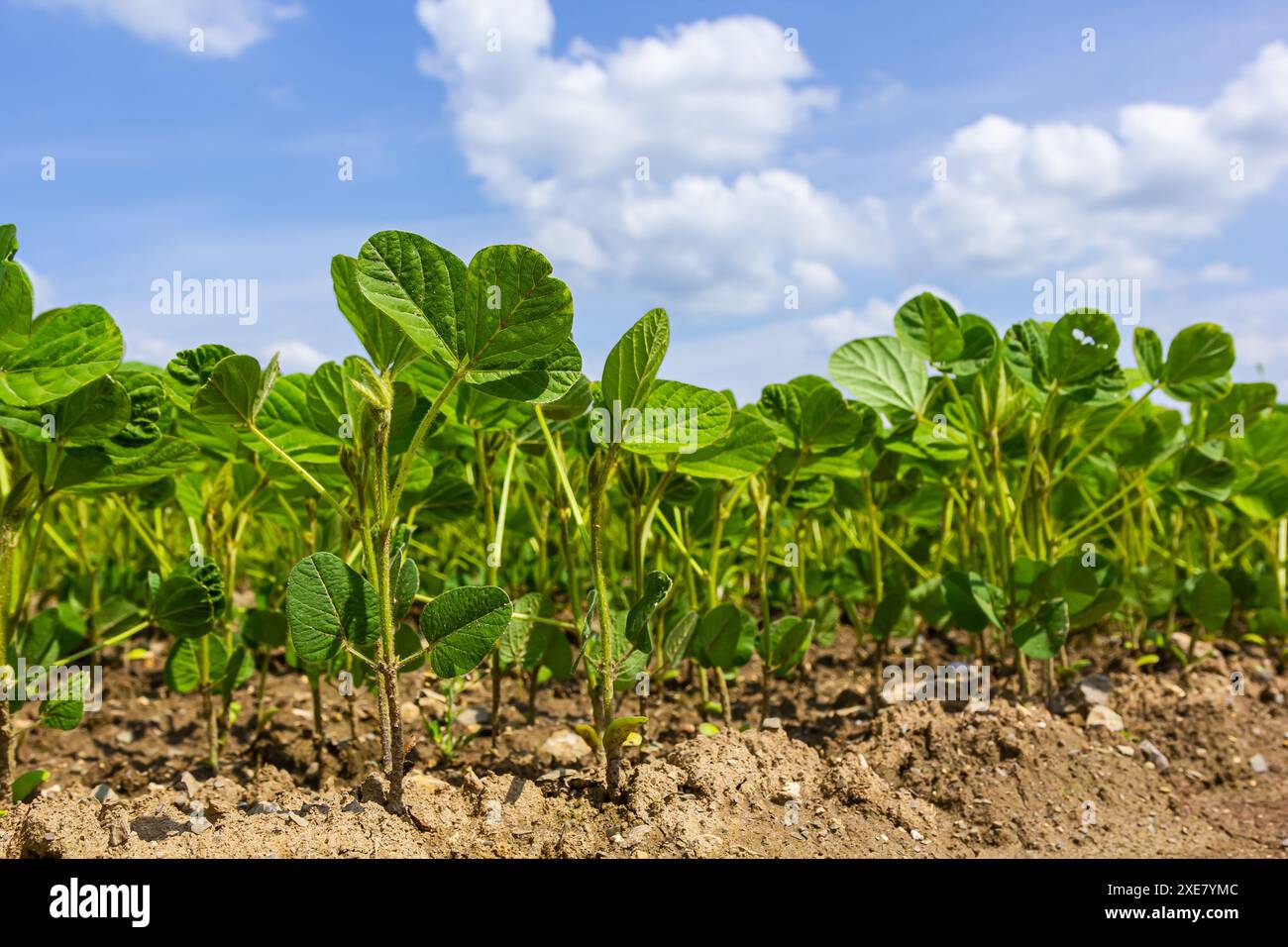 Soybean varieties hi-res stock photography and images - Alamy