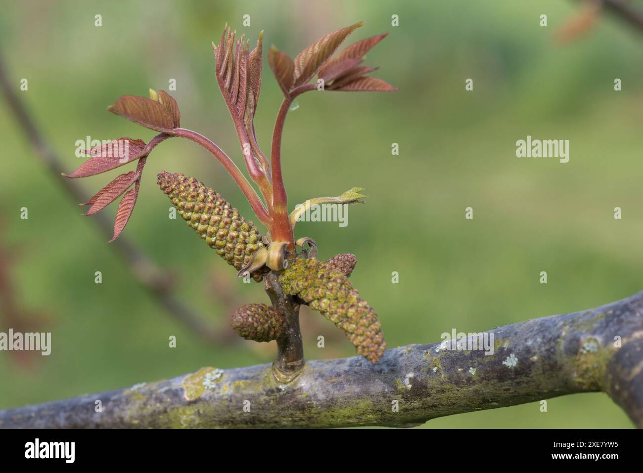 Male flowers of a Persian, common or English walnut (Juglans regia) with young bronze-coloured leaves in spring, Berkshire, April Stock Photo