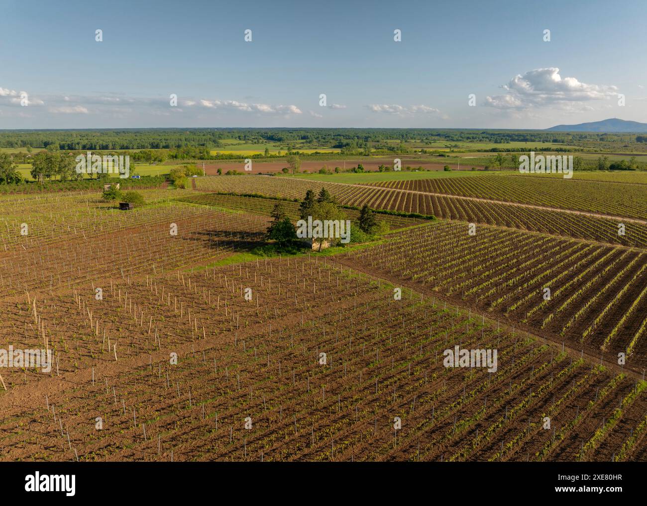 Rows of grape vines hi-res stock photography and images - Alamy