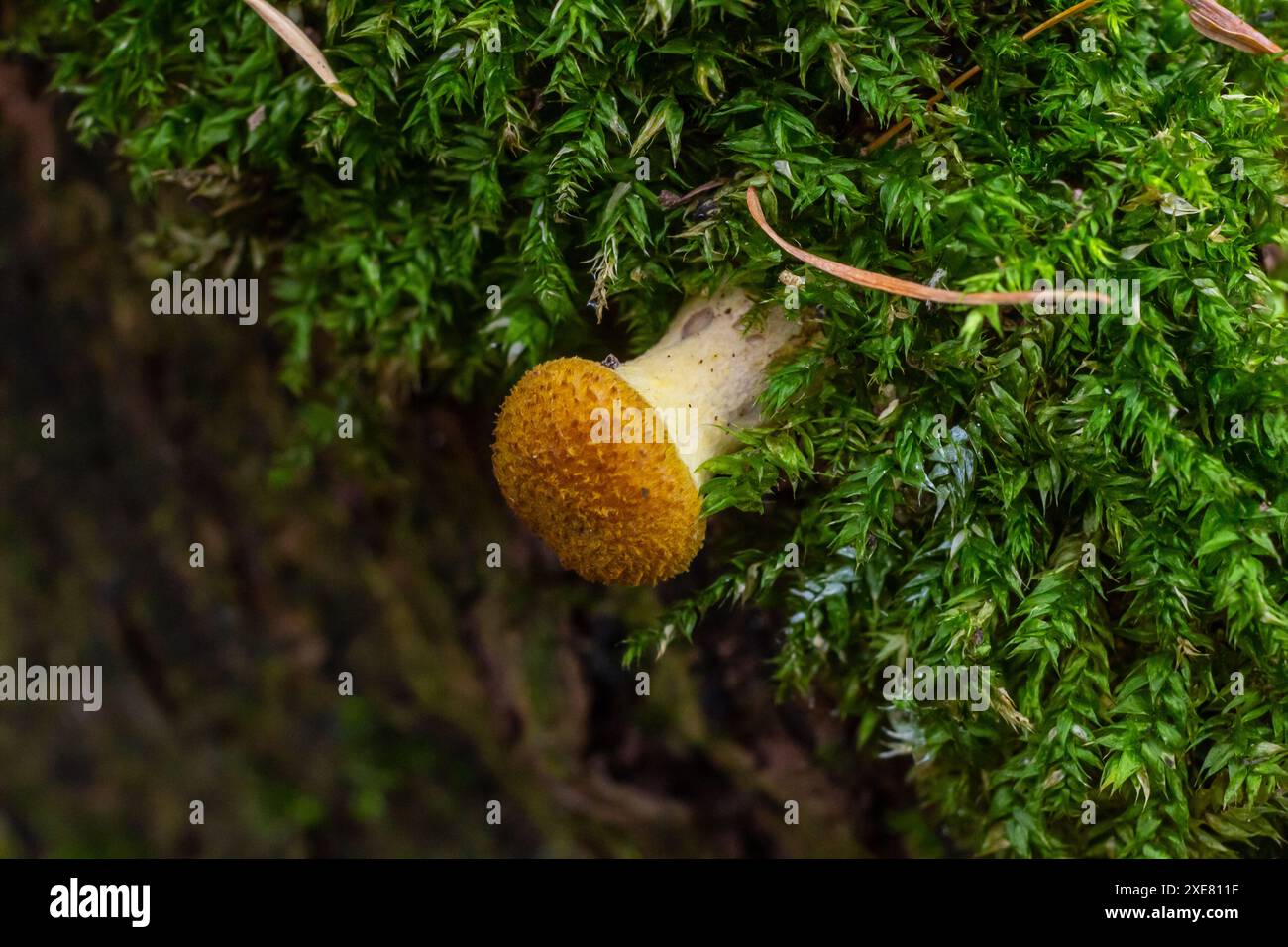 Mushrooms of honey mushrooms close -up on a dark background grow in the forest. Stock Photo