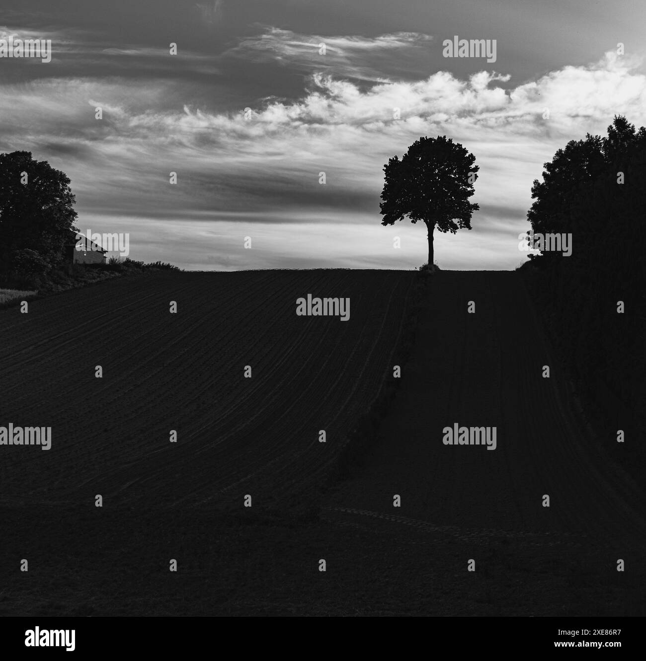 Growing tree Black and White Stock Photos & Images - Alamy
