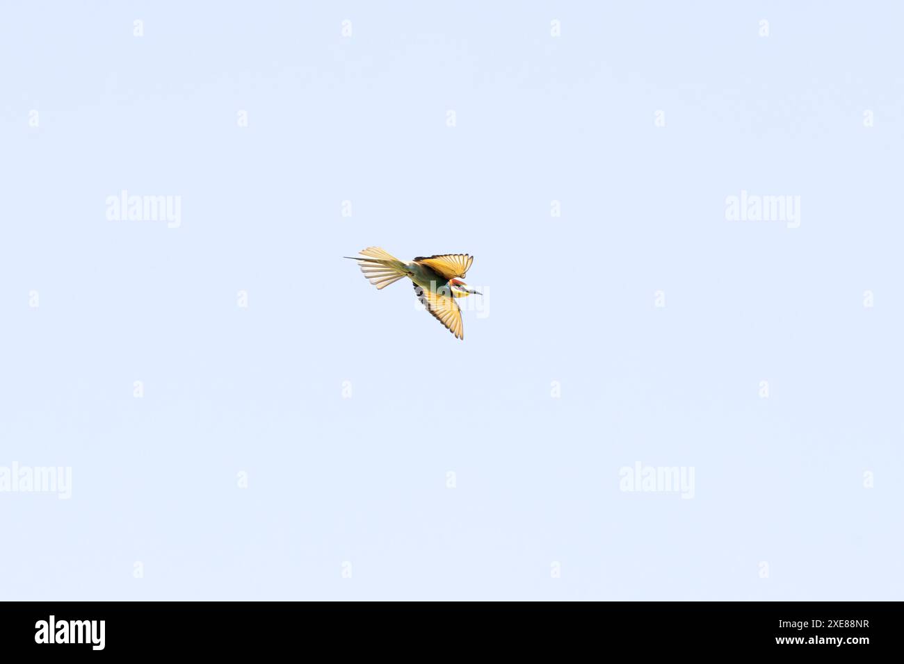 Bee-eater in flight Stock Photo - Alamy