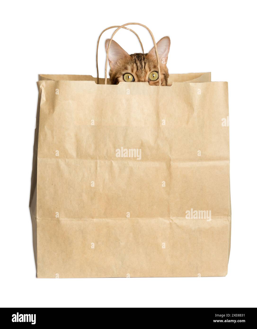 Cat products Cut Out Stock Images Pictures Alamy
