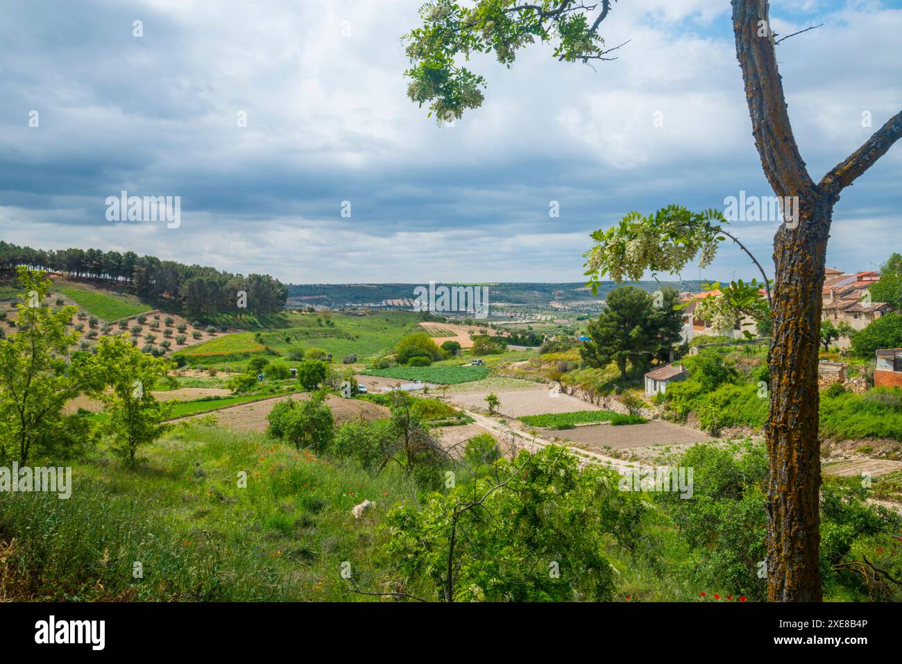 Cultivo de oreja hi-res stock photography and images - Alamy