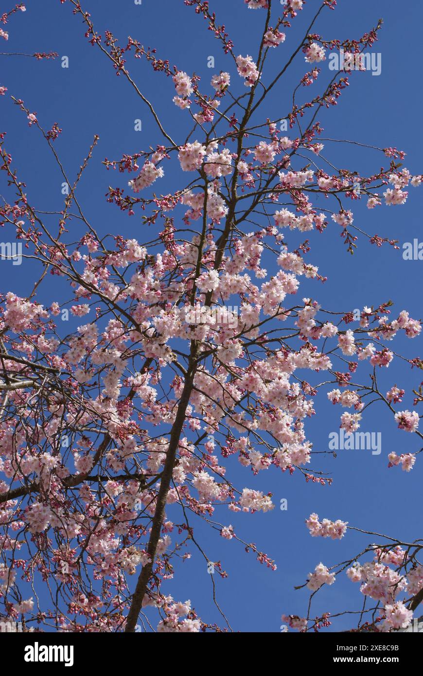 Prunus subhirtella Autumnalis, Winter flowering cherry Stock Photo - Alamy