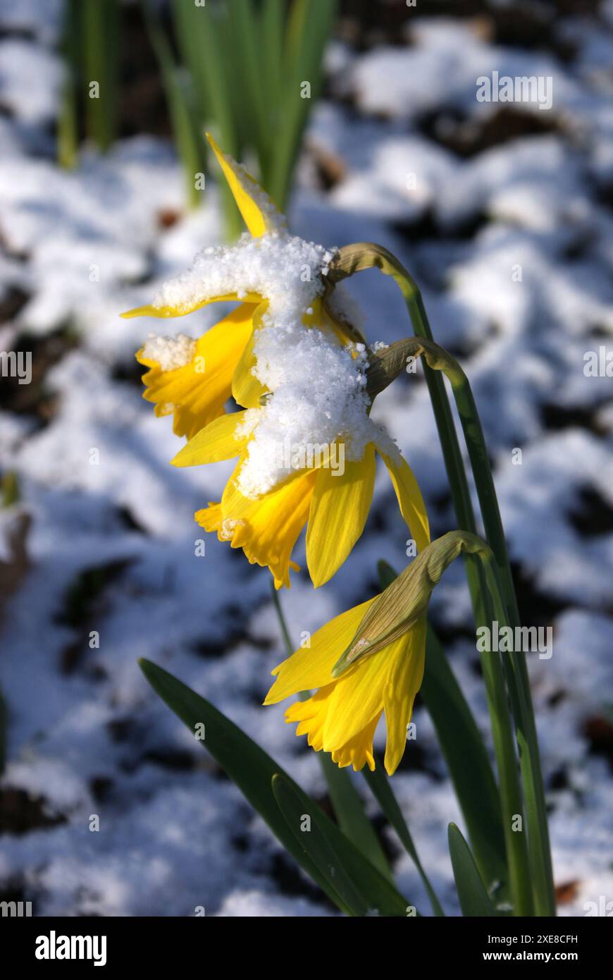 Narcissus pseudonarcissus, wild daffodil Stock Photo