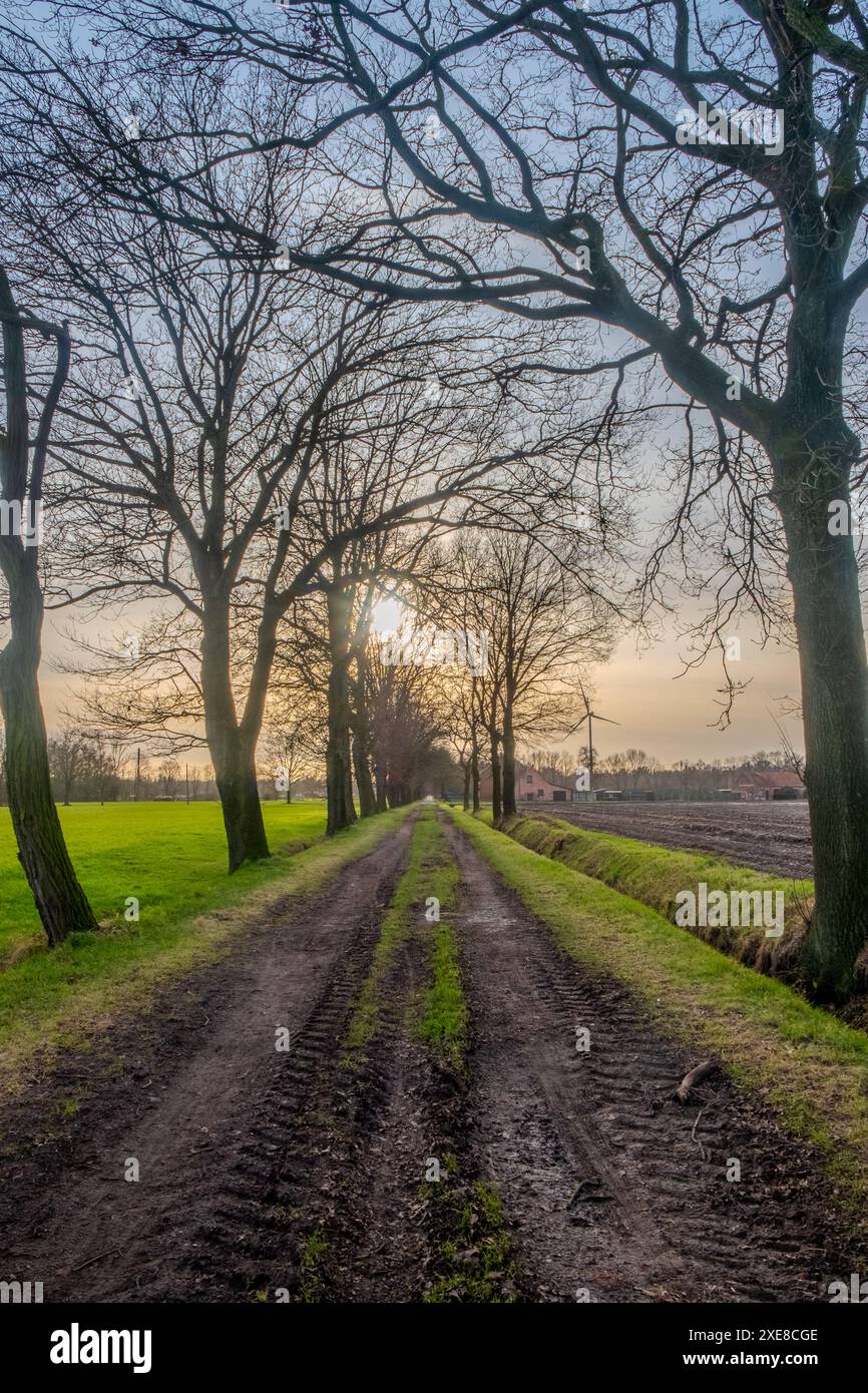 Sunlit Pathway Amidst Winter Trees Stock Photo