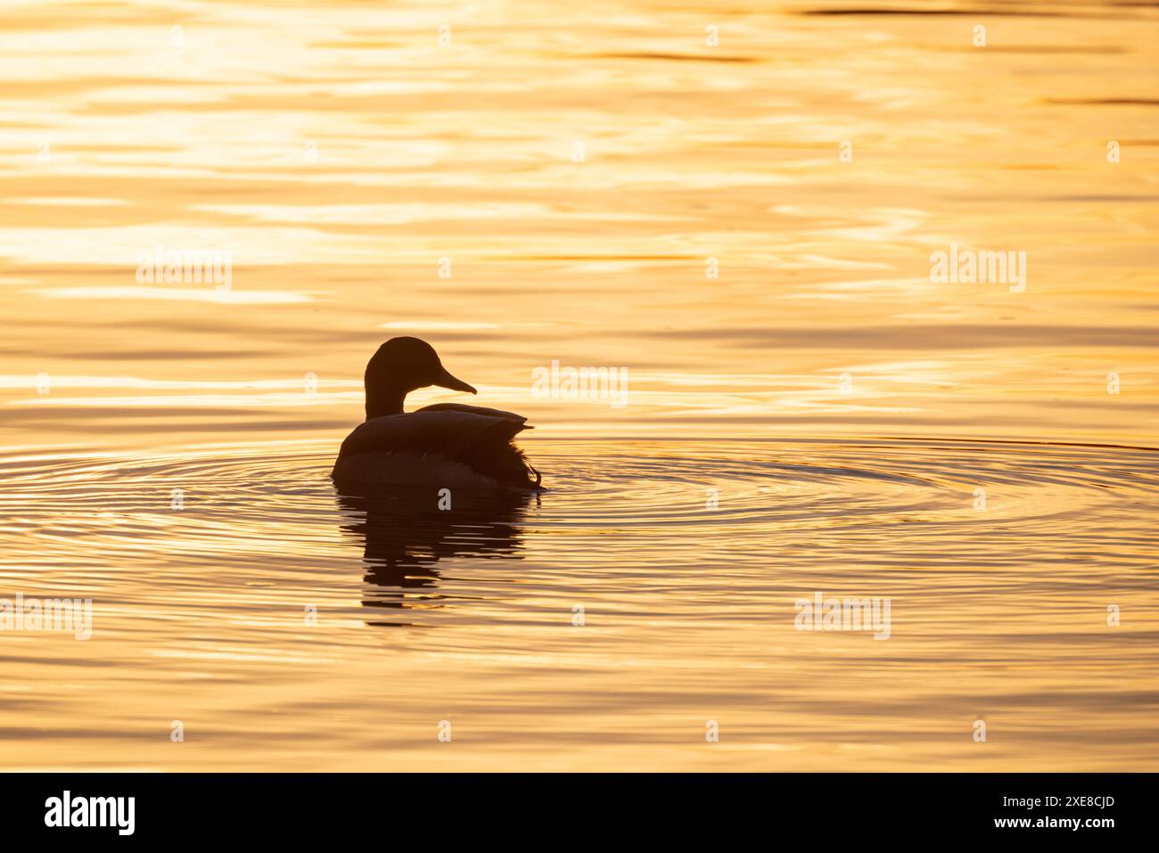 Duck in silhouette on water hi-res stock photography and images - Alamy