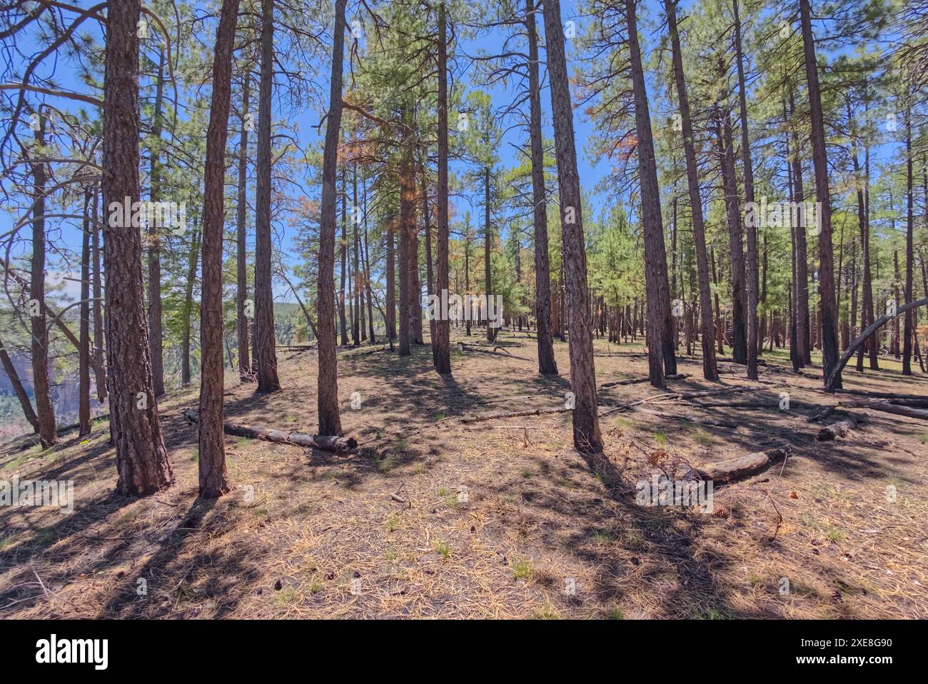 Forest views south of Naji Point on the North Rim of Grand Canyon ...