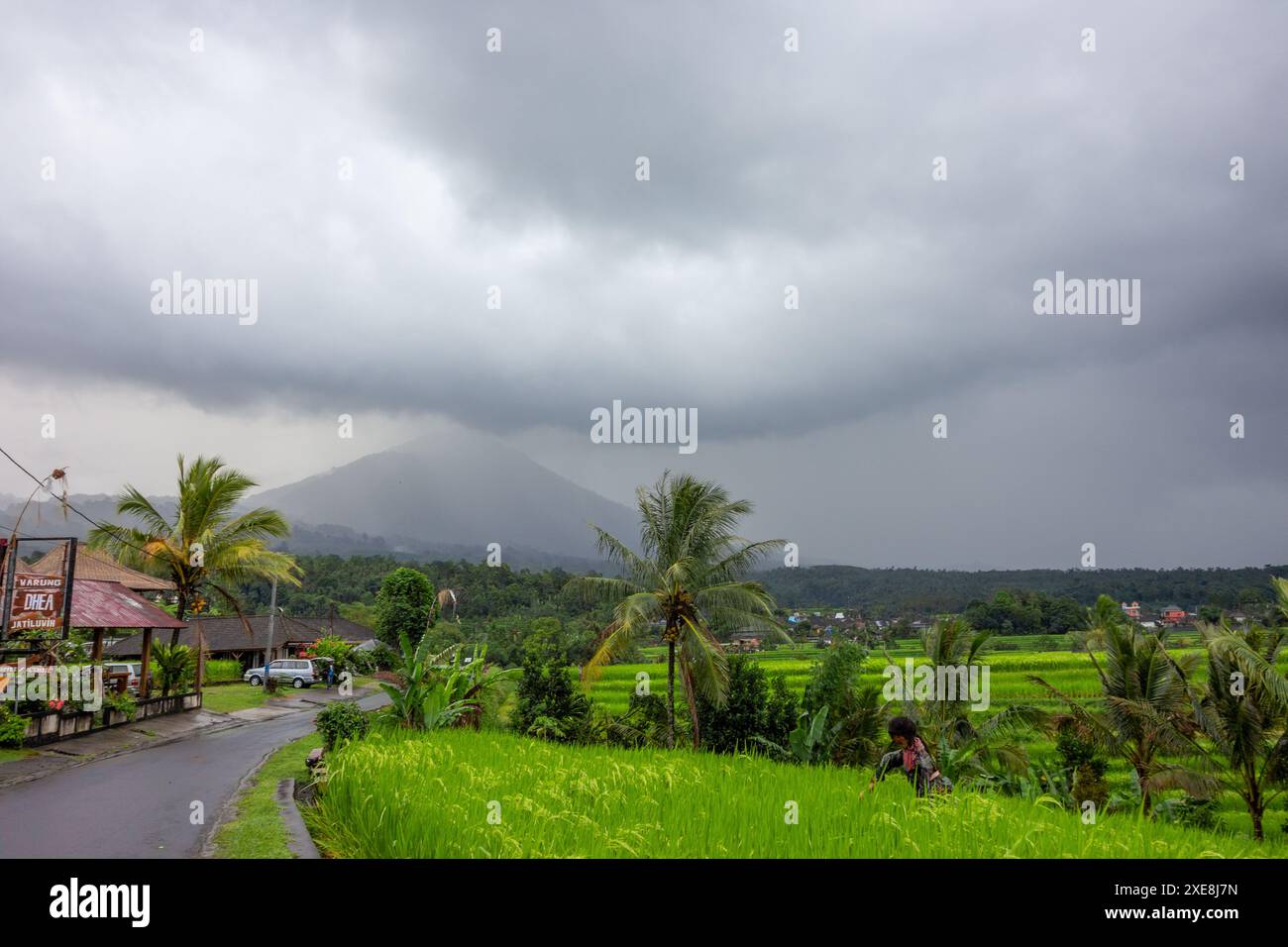 Rice terrace and field on a rainy day in Bali, Indonesia Stock Photo ...