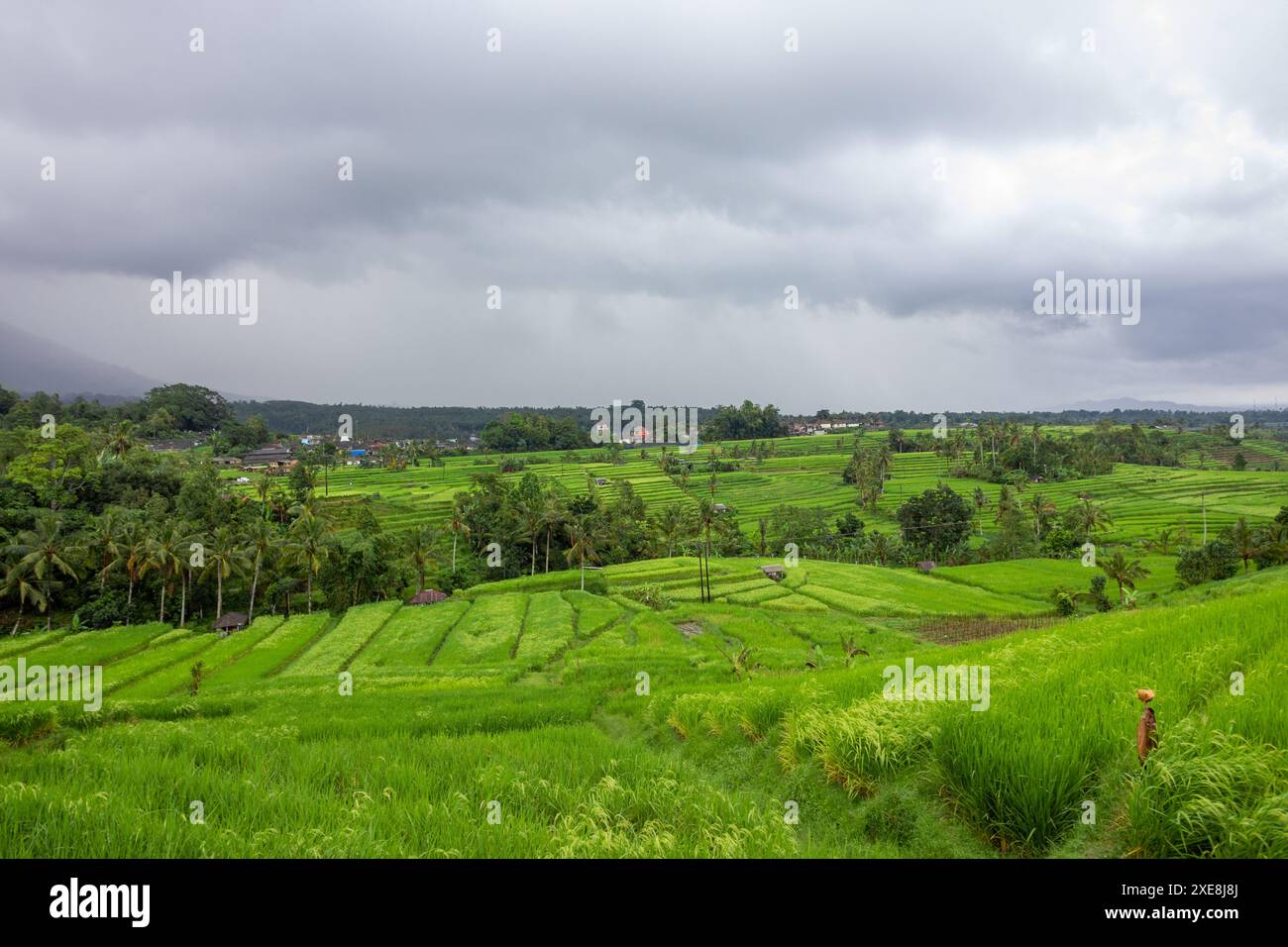 Rice terrace and field on a rainy day in Bali, Indonesia Stock Photo ...