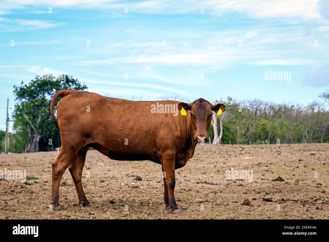 Jamaica Red heifer in a pasture on Grand Cayman Island in the Caribbean. Stock Photo
