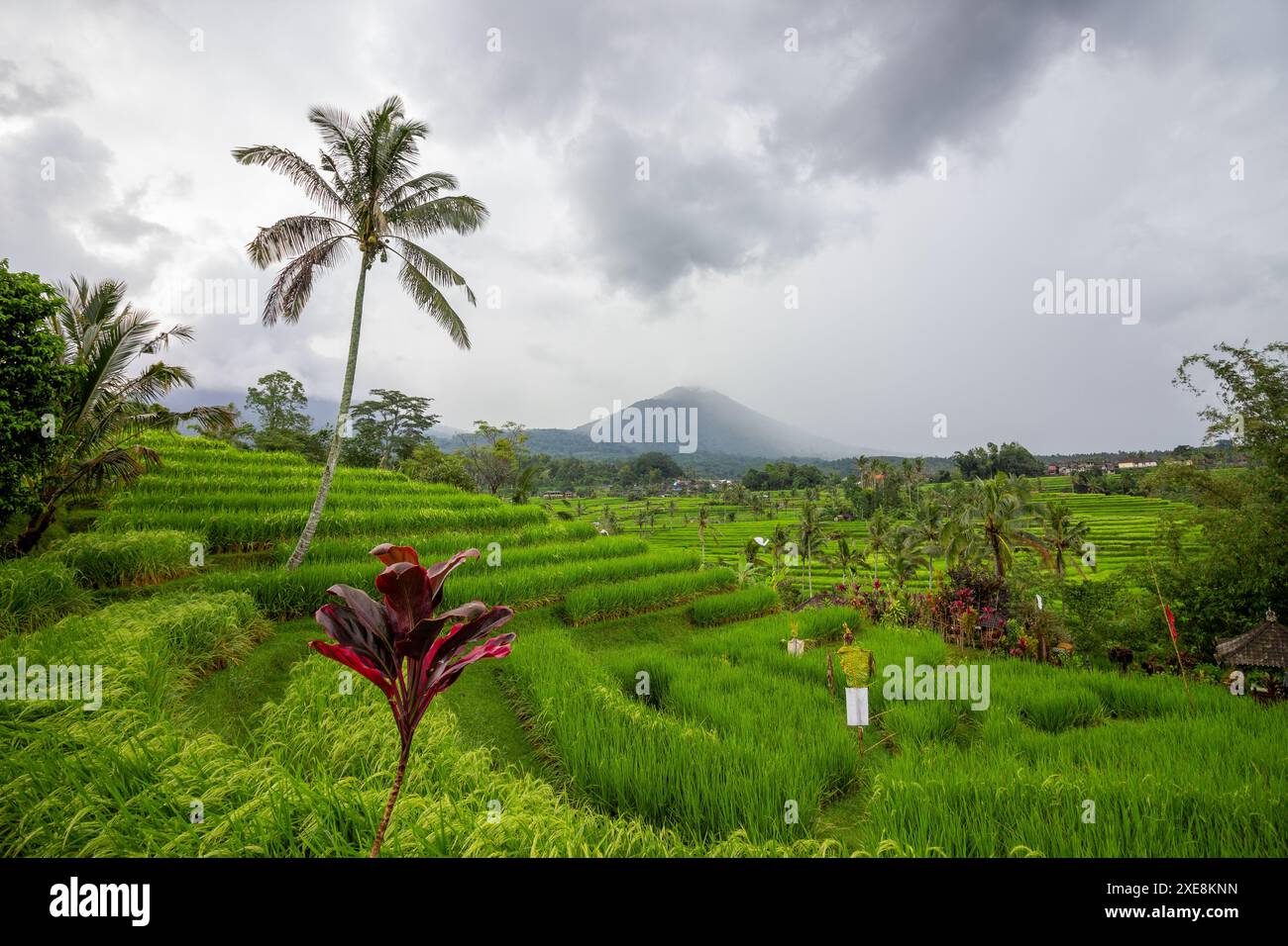 Rice terrace and field on a rainy day in Bali, Indonesia Stock Photo ...