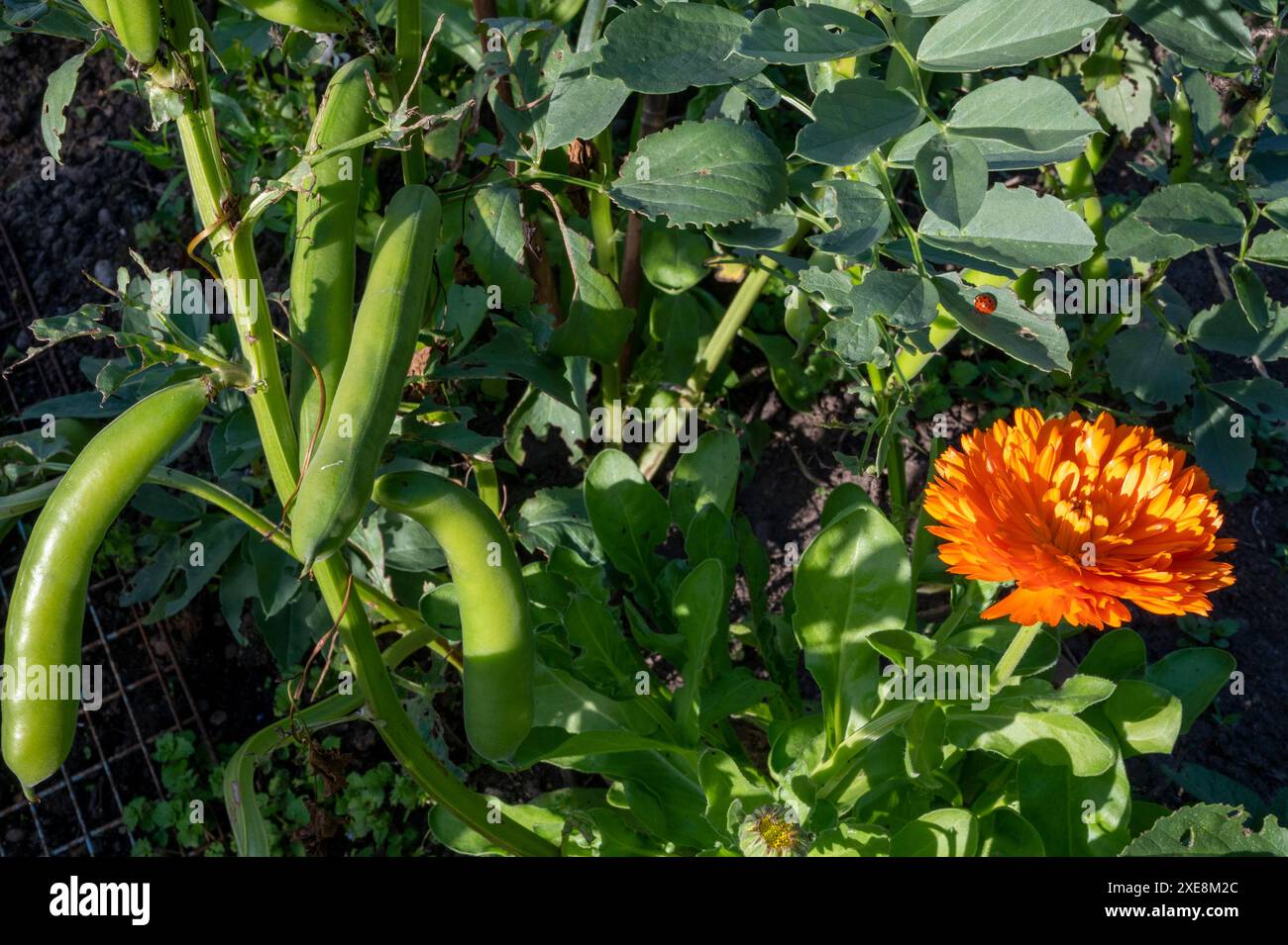 Companion planting of calendula officinalis among spring sown Express