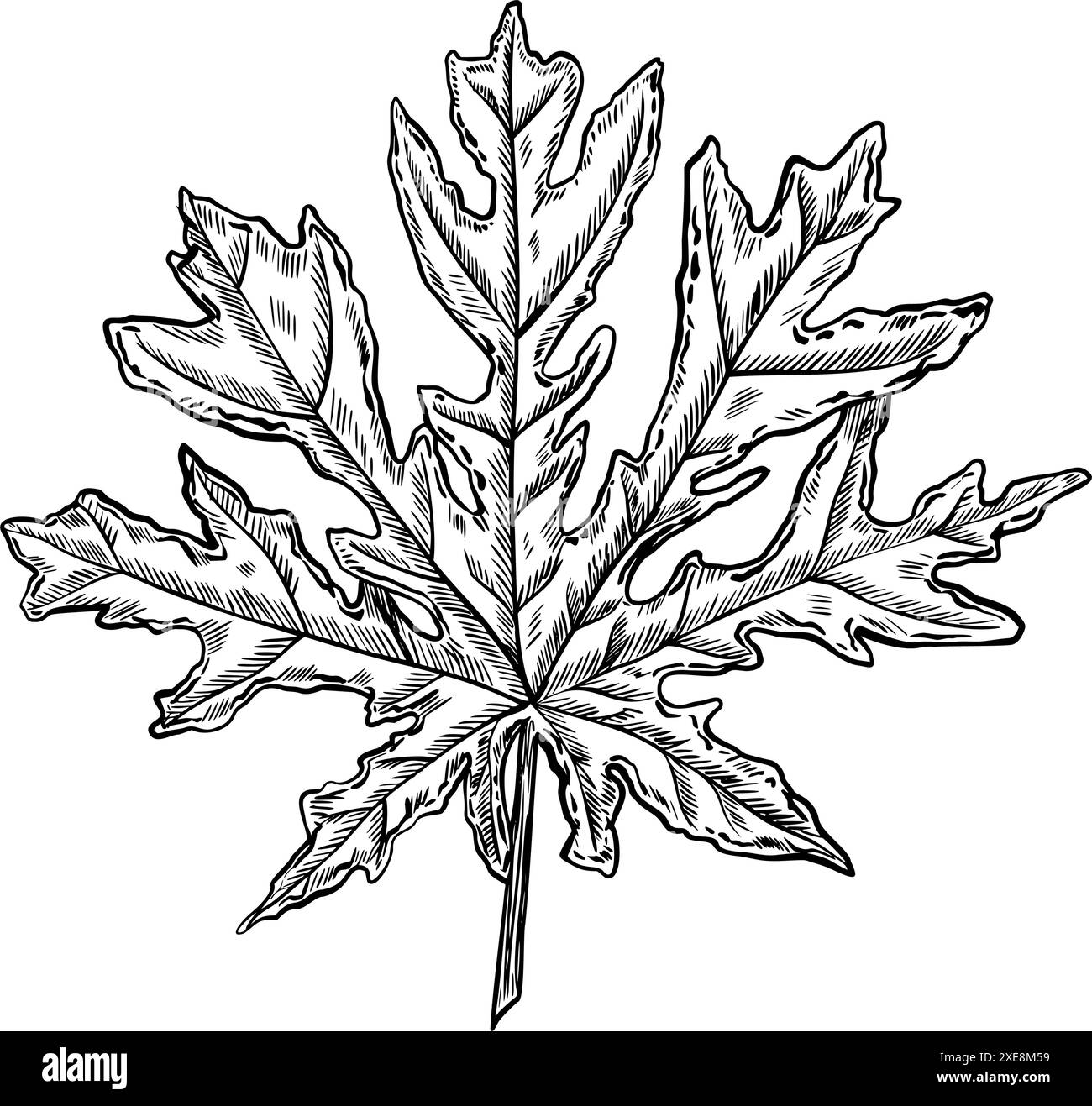 Vector Papaya Leaf. Hand drawn tropical exotic Plant on isolated