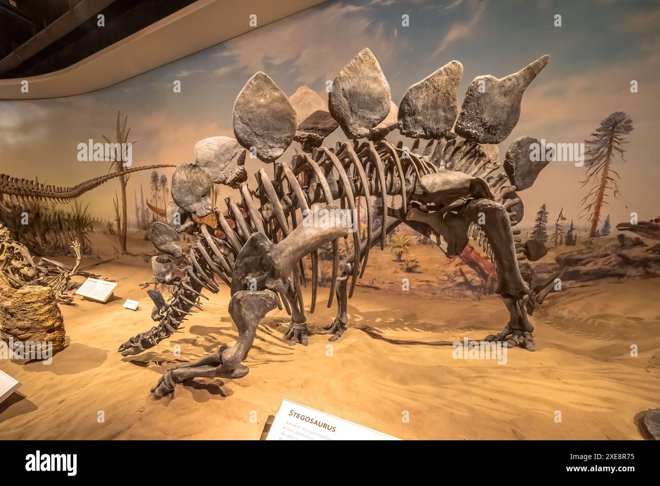 Stegosaurus skeleton museum hi-res stock photography and images - Alamy
