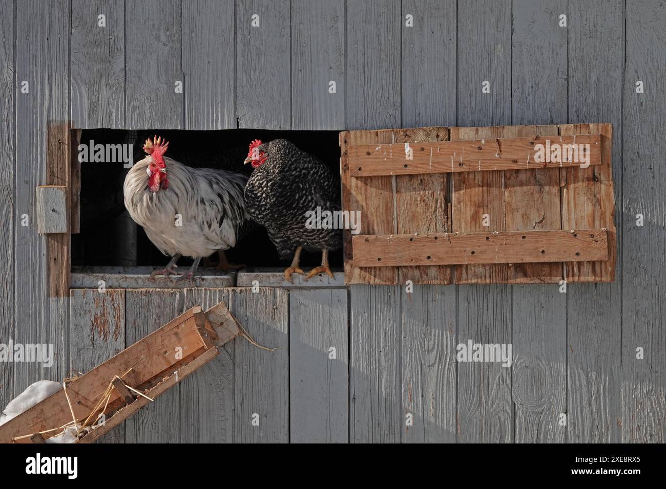 Two chickens sit in the window of a barn coop during the day, with a