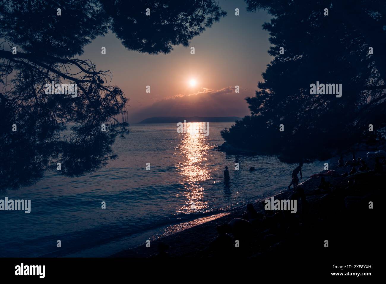 sunset on the sea with pine trees silhouettes Stock Photo - Alamy