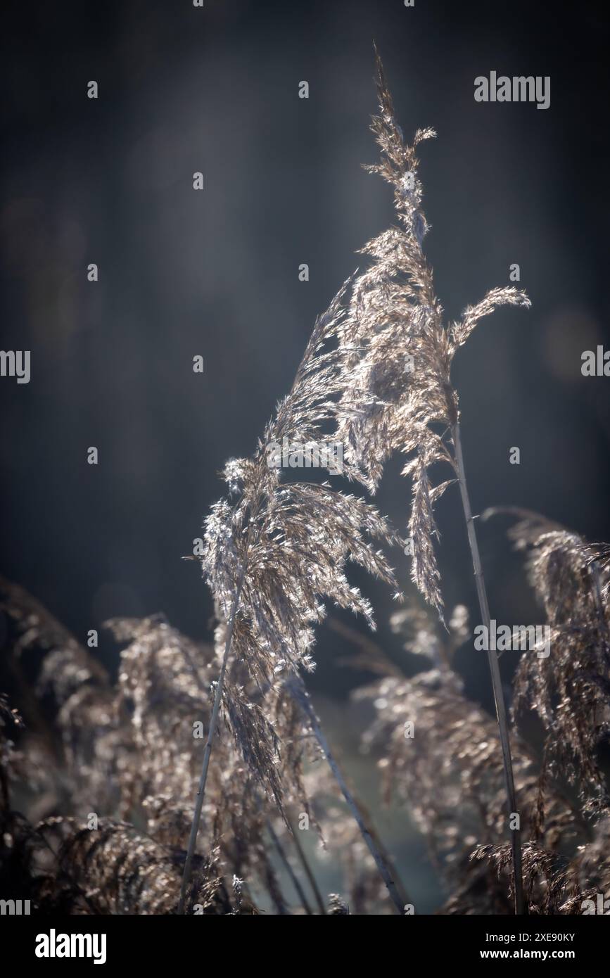 Delicate interplay of textures hi-res stock photography and images - Alamy
