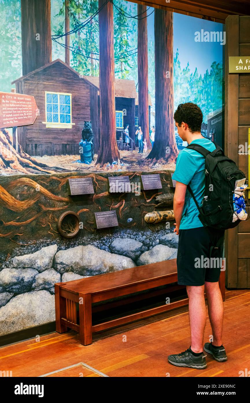 Visitor explores Giant Forest Museum - Visitor Explores Giant Forest Museum Sequoia National Park California Usa 2XE90NC 
