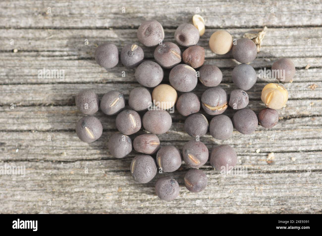 Lathyrus odoratus, Sweat pea, seed Stock Photo