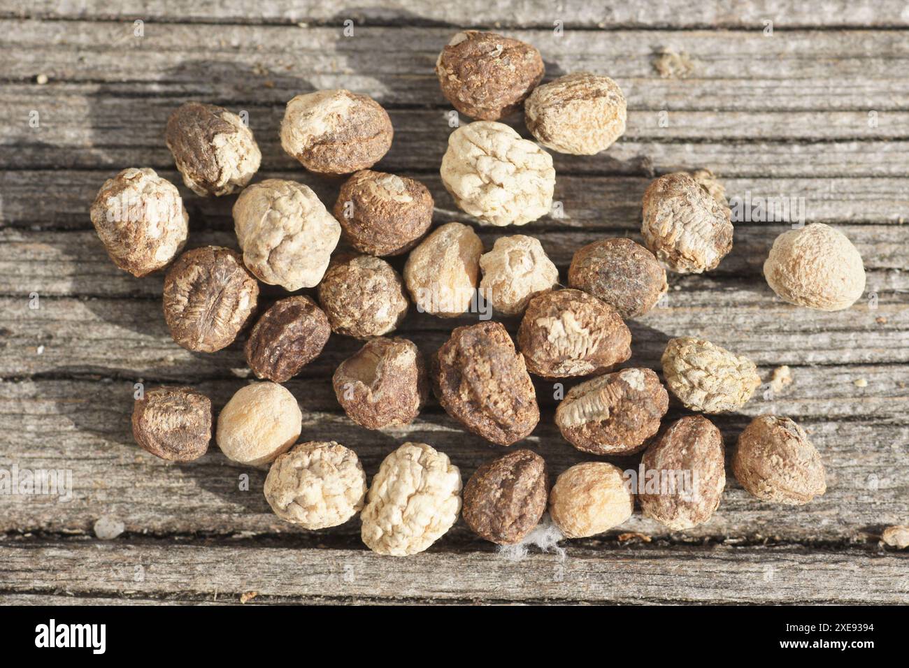 Tropaeolum major, nasturtium, seeds Stock Photo