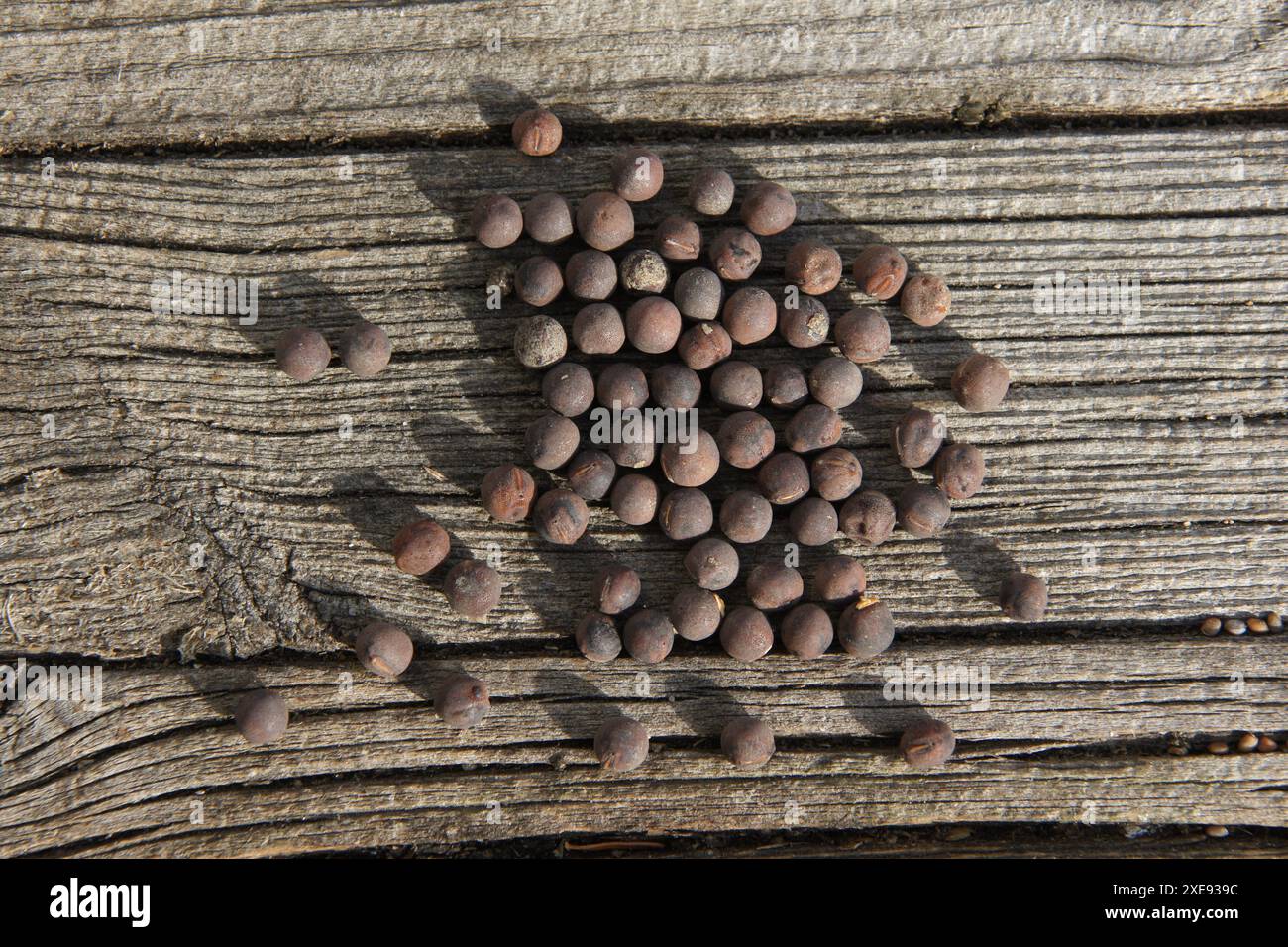 Lathyrus odoratus, Sweat pea, seed Stock Photo