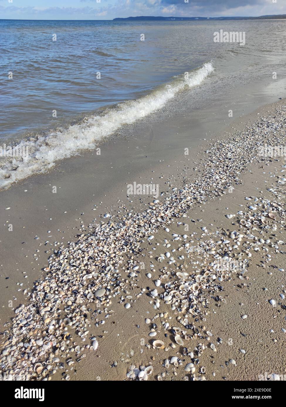 Beach shells hi-res stock photography and images - Alamy