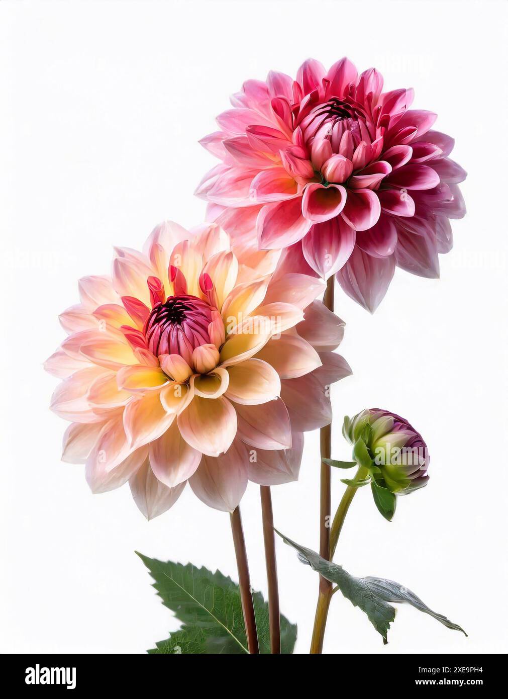 Dahlias a flower head hi-res stock photography and images - Alamy