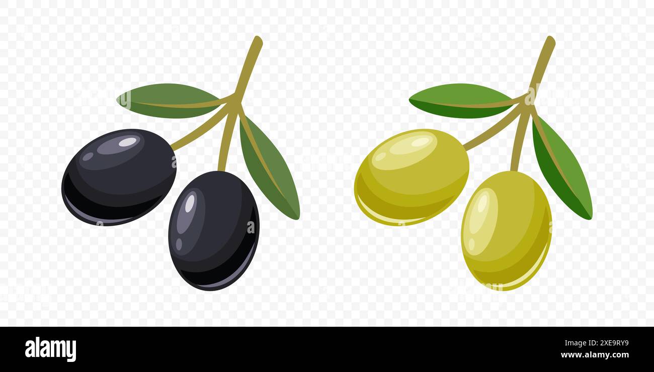 Flat Vector Black and Green Olives Set. Hand Drawn Olive Tree Berry ...