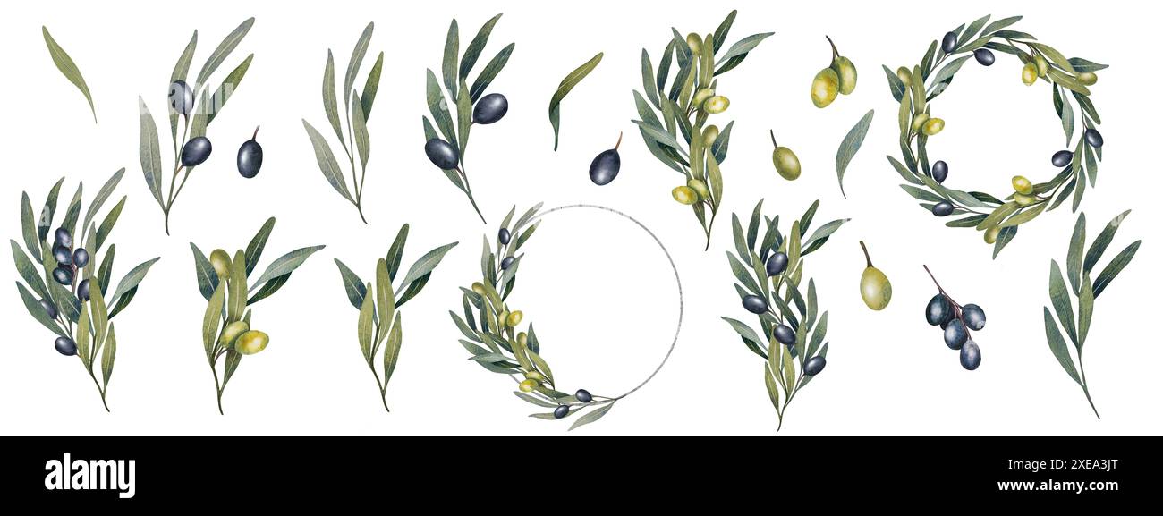 Watercolor olive tree leaves, branch, green and black olives fruit ...