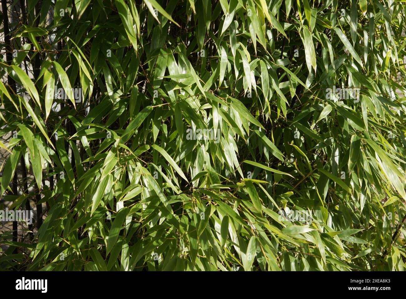 Phyllostachys nigra hi-res stock photography and images - Alamy