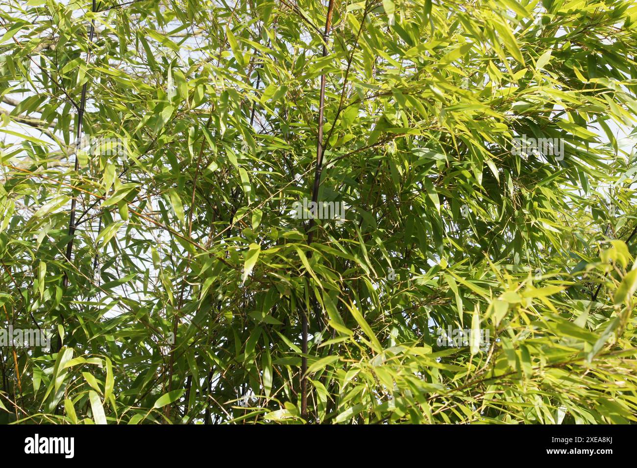 Phyllostachys nigra hi-res stock photography and images - Alamy