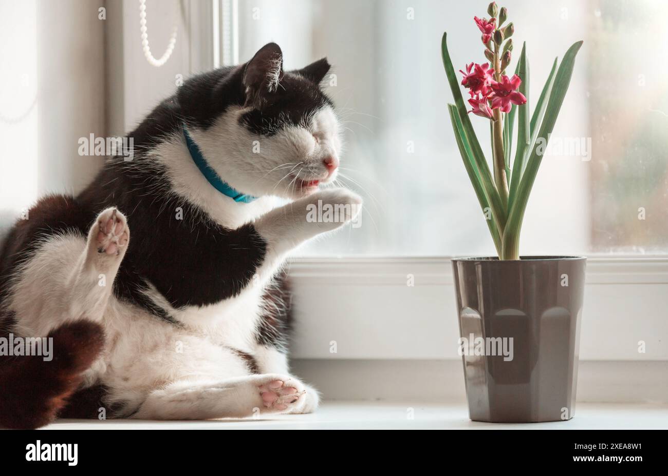 Cat and flower Stock Photo