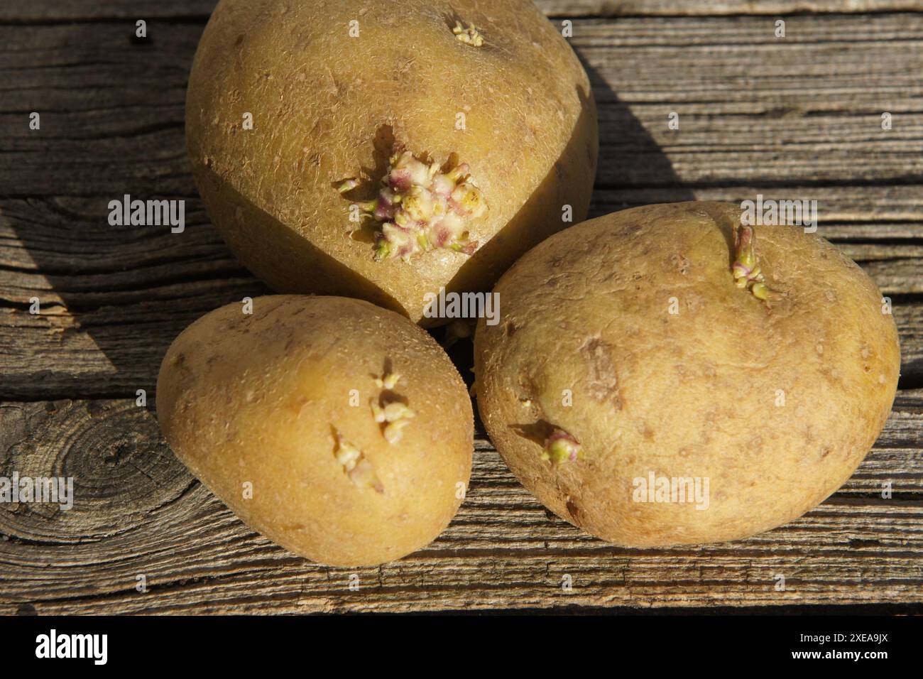 Solanum tuberosum, potato Stock Photo