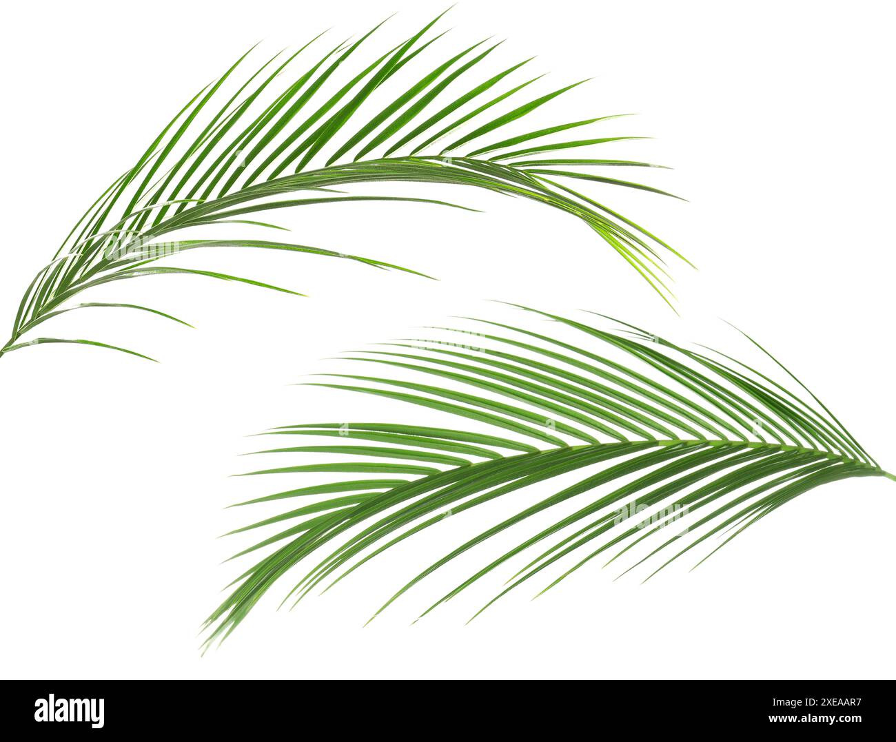 Green coconut palm leaves isolated on white, set Stock Photo