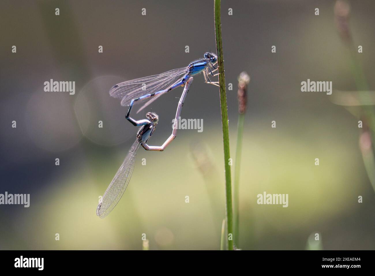 Familiar Bluet or Enallagma civile pair at Green Valley Park in Payson, Arizona. Stock Photo