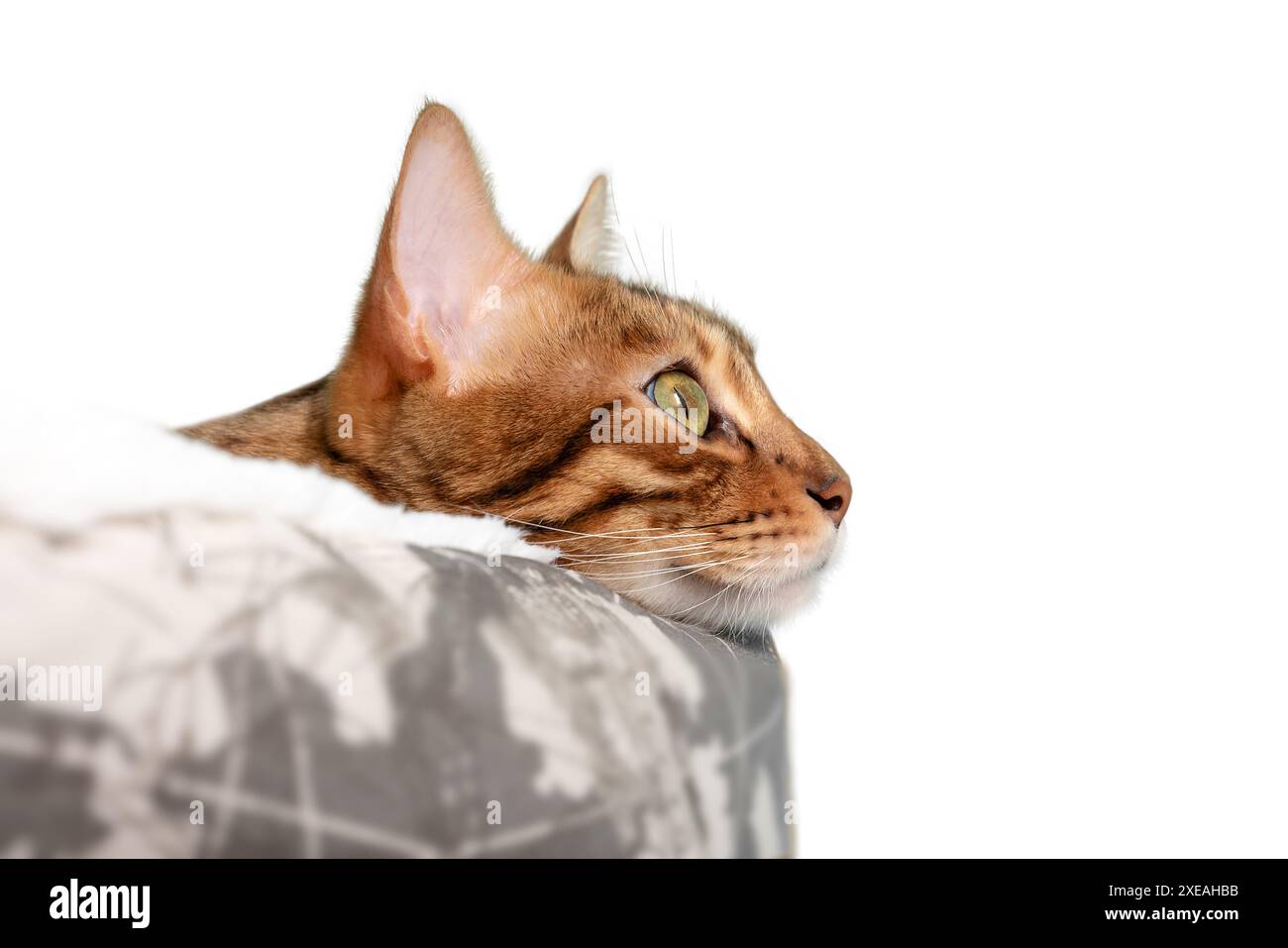 Bengal cat in a cat bed on a white background. Stock Photo