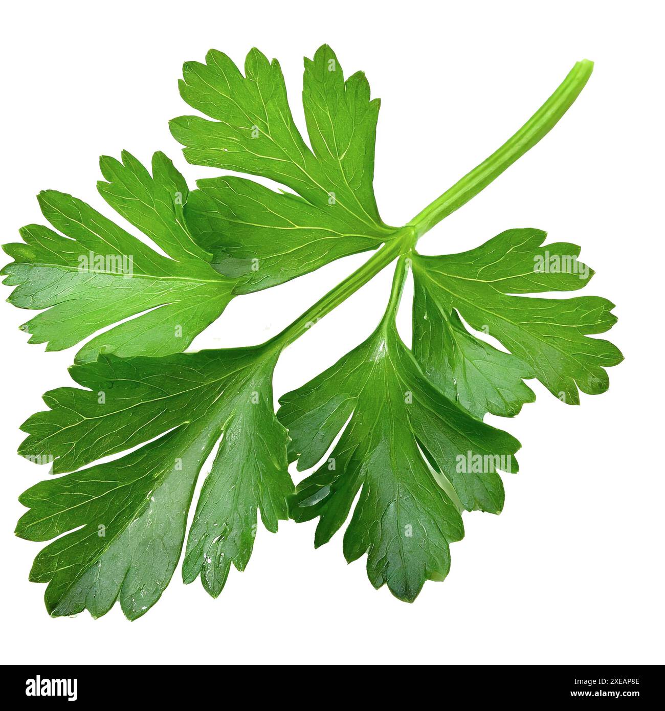 Fresh green parsley leaf isolated on white background Stock Photo - Alamy