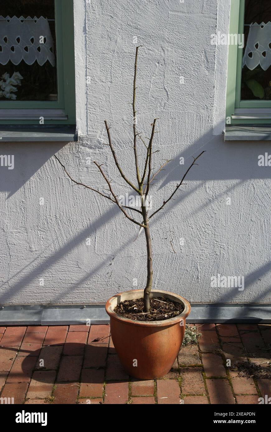 Malus domestica, appletree after pruning Stock Photo
