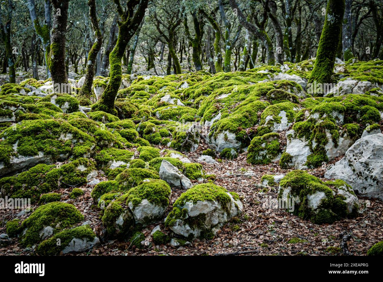 Moss at Holm oak Stock Photo