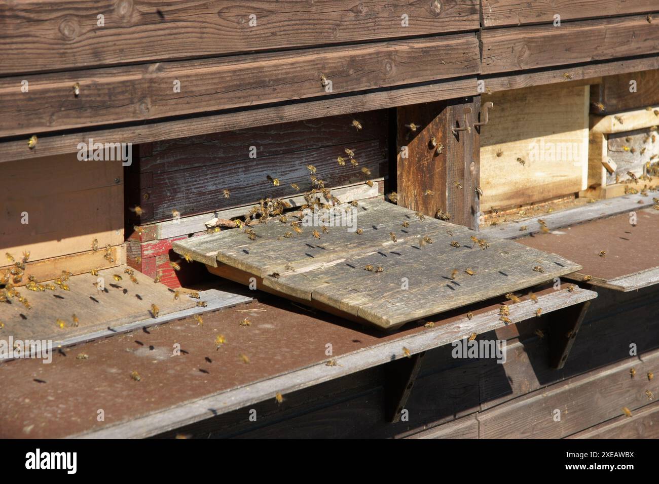 Apiary beehives hi-res stock photography and images - Alamy
