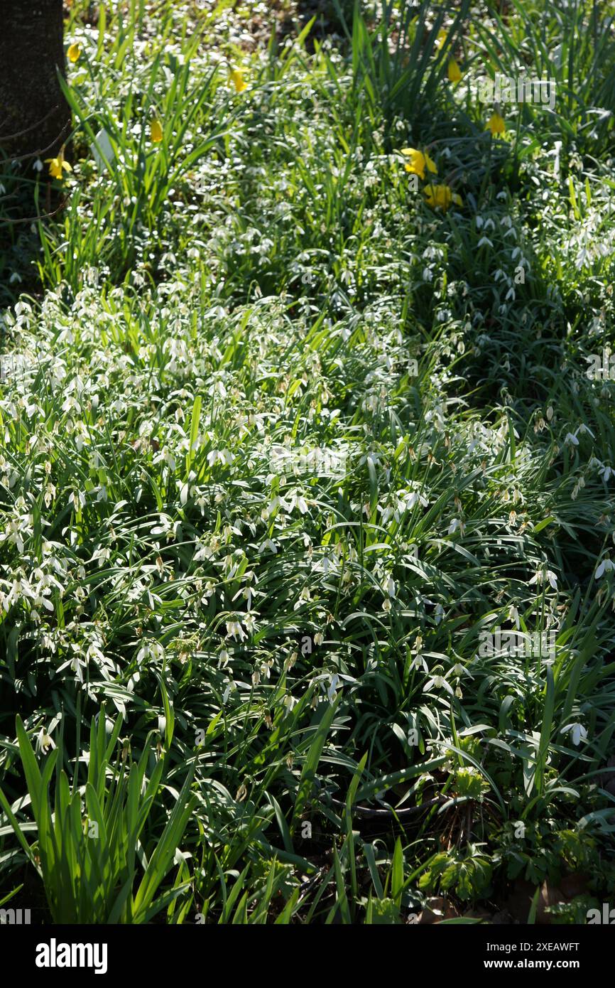 Galanthus nivalis, snowdrop Stock Photo