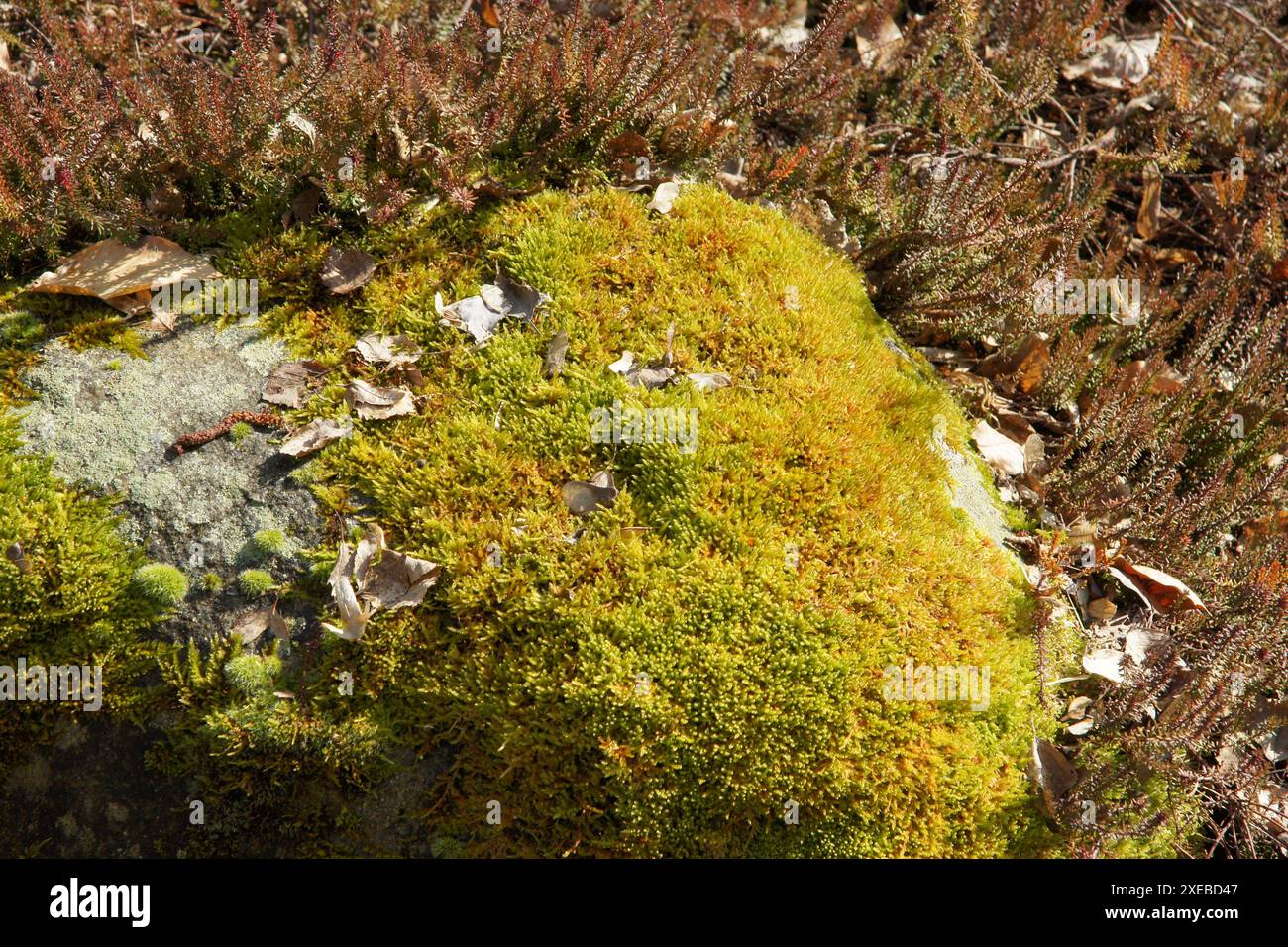 Moss on rock Stock Photo