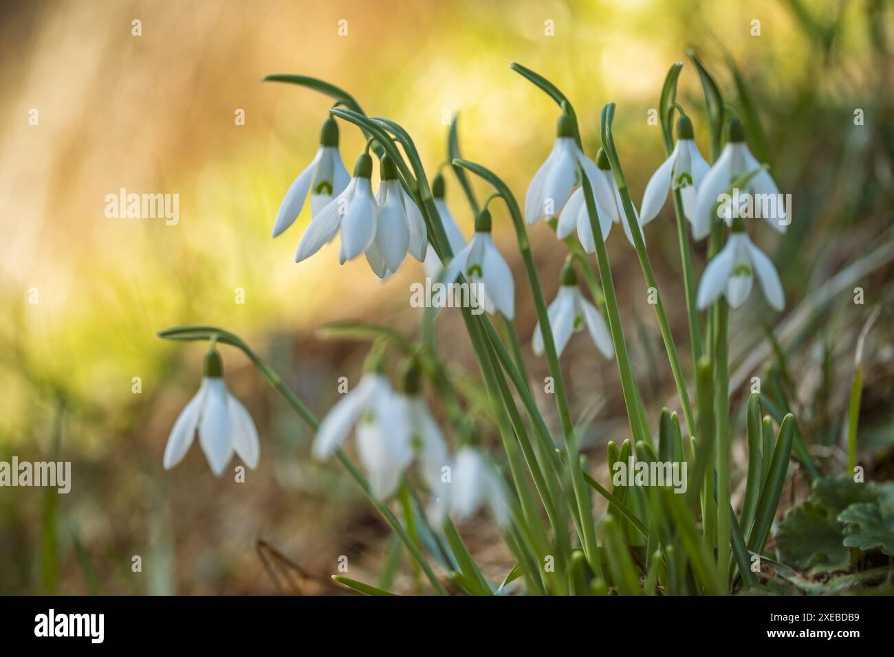 First beautiful snowdrops in spring forest Stock Photo