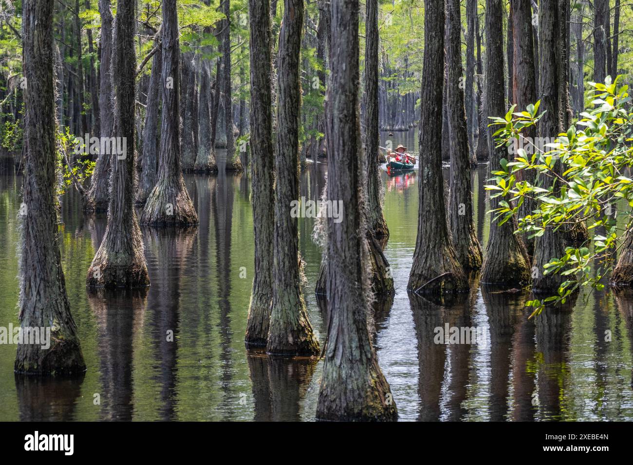 Cypress trees kayaker hi-res stock photography and images - Alamy