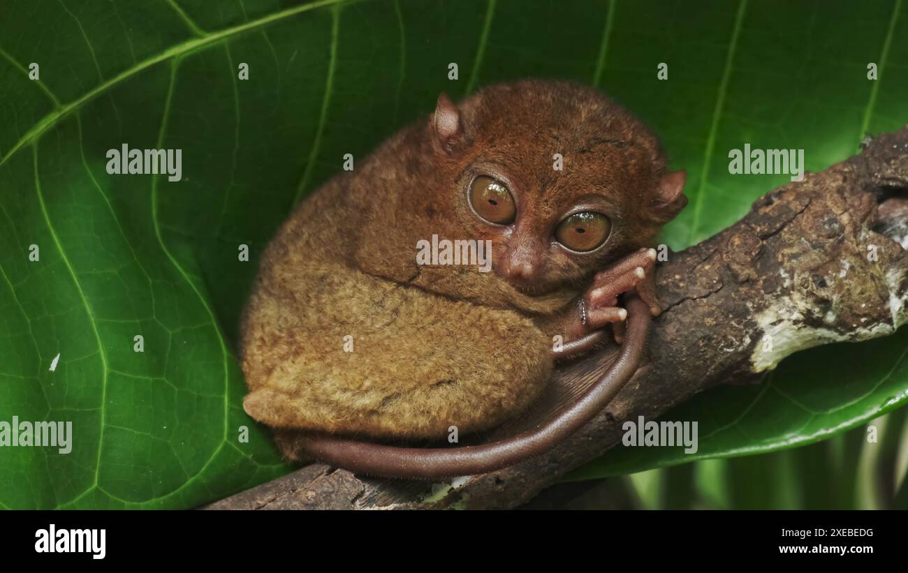 Tarsier monkey on tree in Philippines Stock Photo - Alamy