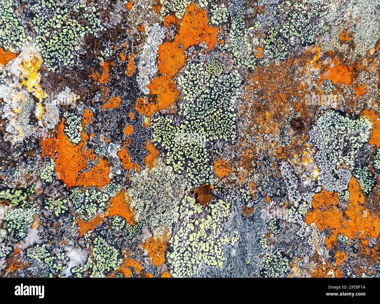Various lichen on stone hi-res stock photography and images - Alamy