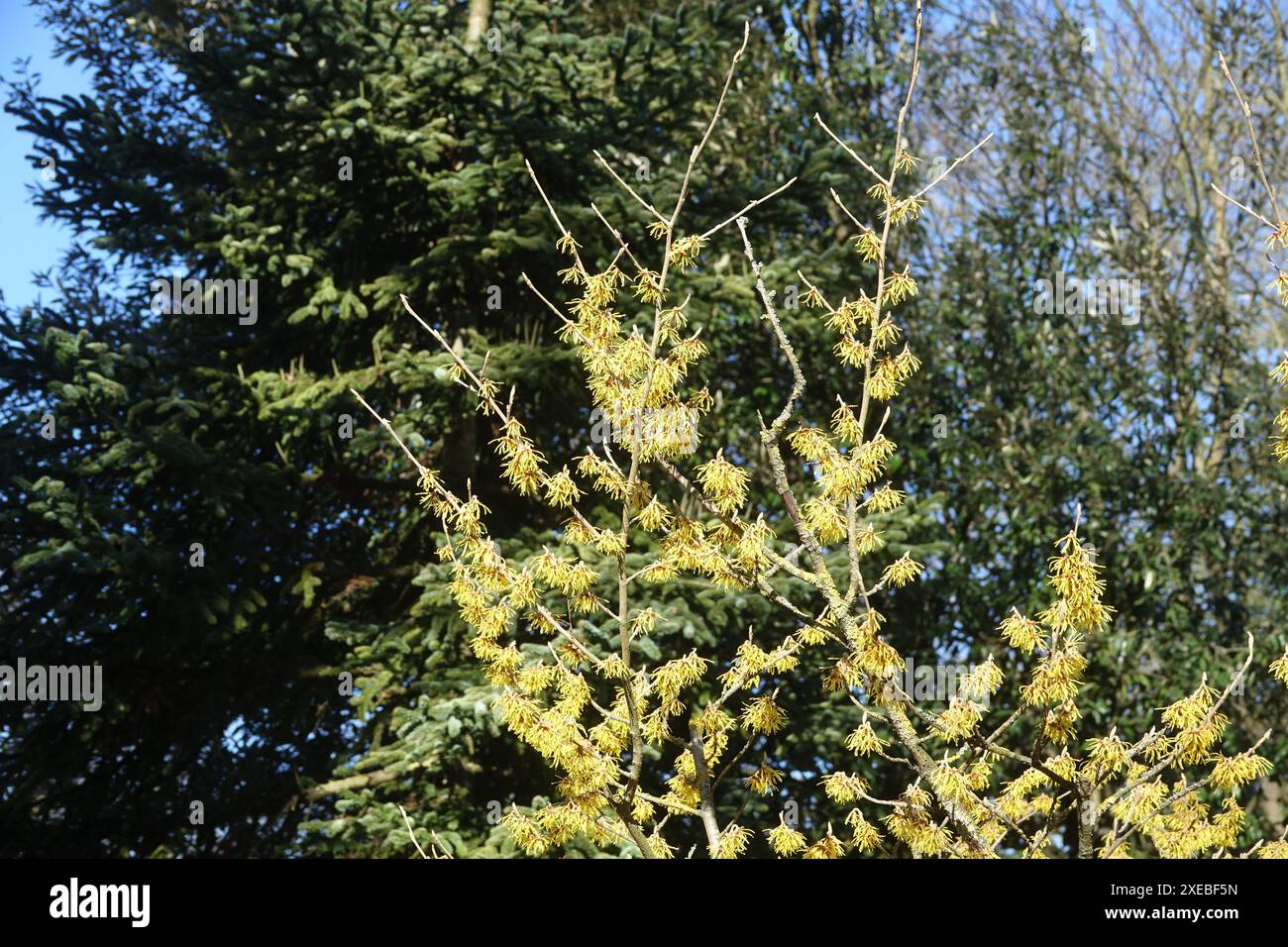 Hamamelis mollis, Chinese witch hazel Stock Photo