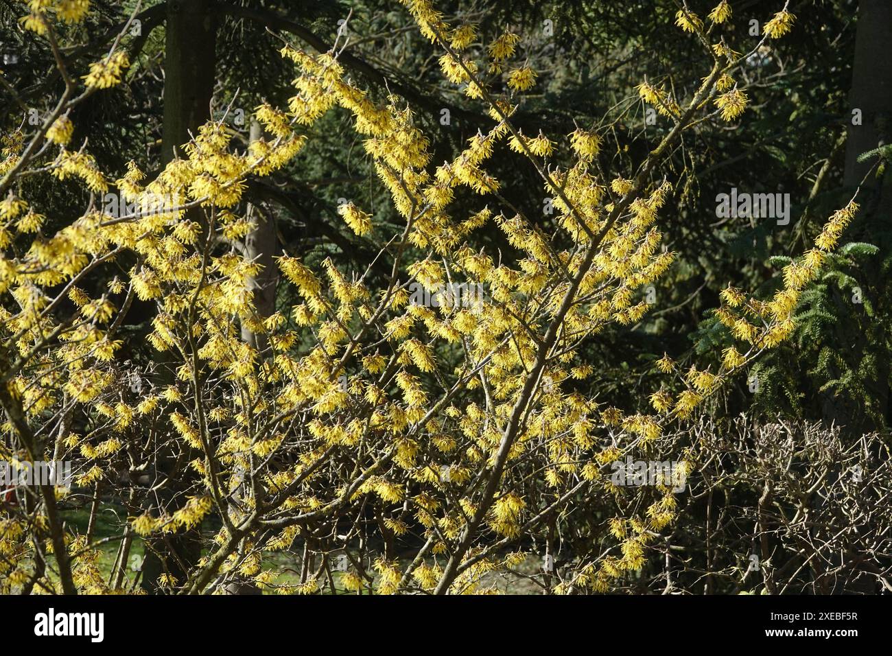 Hamamelis mollis, Chinese witch hazel Stock Photo